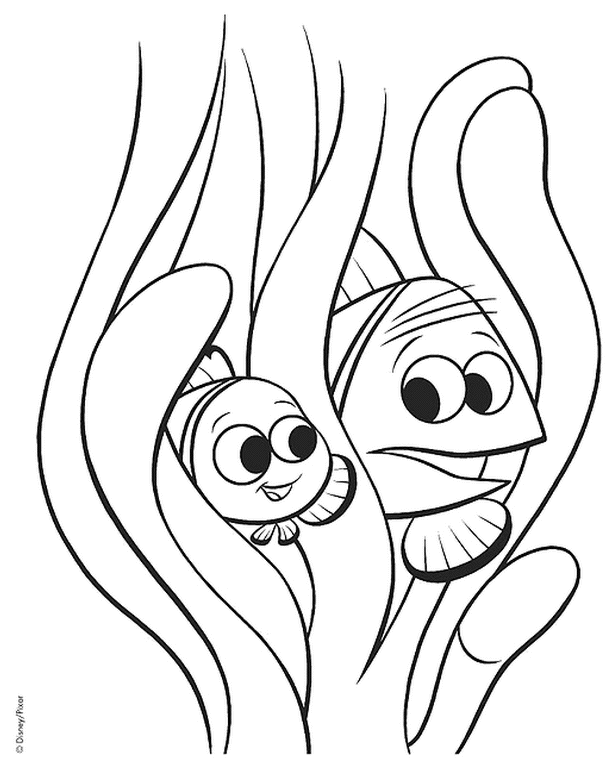 coloriage nemo se cache dans les algues avec son pere